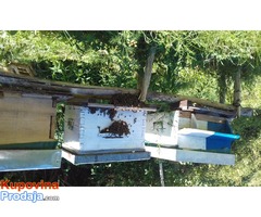 Košnice-društva-rojevi-pčele-matice - Fotografija 2/7