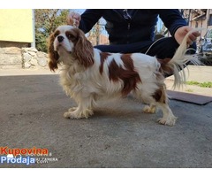 Muzjak Cavalier king Charles spaniel slobodan za parenje - Fotografija 1/6