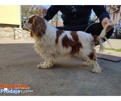 Muzjak Cavalier king Charles spaniel slobodan za parenje - Fotografija 2/6