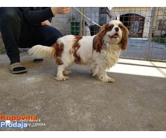 Muzjak Cavalier king Charles spaniel slobodan za parenje - Fotografija 3/6