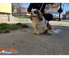 Muzjak Cavalier king Charles spaniel slobodan za parenje - Fotografija 6/6