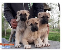 Turski kangal vrhunski štenci - Fotografija 1/4