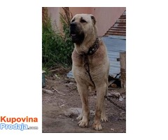 Turski kangal vrhunski štenci - Fotografija 4/4