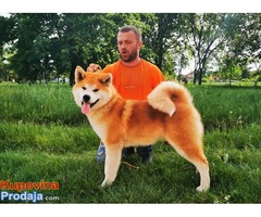 Akita inu - Fotografija 2/8