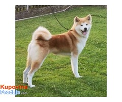 Akita inu - Fotografija 6/8