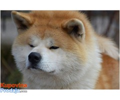 Akita inu - Fotografija 8/8