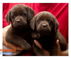 Labrador retriver štenci, braon ženkice - Fotografija 1/10