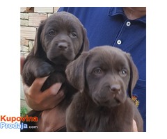 Labrador retriver štenci, braon ženkice - Fotografija 2/10