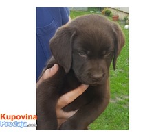 Labrador retriver štenci, braon ženkice - Fotografija 3/10