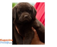 Labrador retriver štenci, braon ženkice - Fotografija 4/10