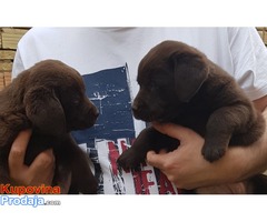 Labrador retriver štenci, braon ženkice - Fotografija 6/10