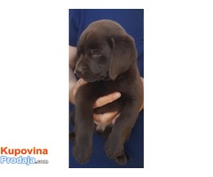 Labrador retriver štenci, braon ženkice - Fotografija 10/10