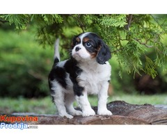 Cavalier king Charles spaniel štenci - Fotografija 2/10