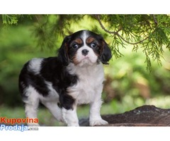 Cavalier king Charles spaniel štenci - Fotografija 3/10