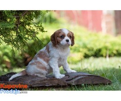 Cavalier king Charles spaniel štenci - Fotografija 4/10