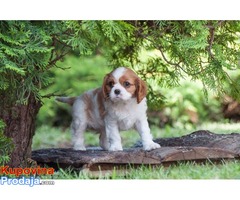 Cavalier king Charles spaniel štenci - Fotografija 5/10