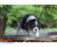 Cavalier king Charles spaniel štenci - Fotografija 6/10