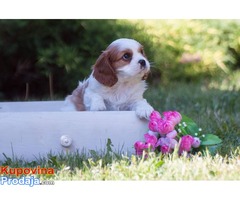 Cavalier king Charles spaniel štenci - Fotografija 7/10