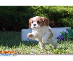 Cavalier king Charles spaniel štenci - Fotografija 8/10