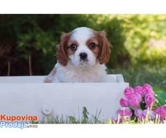 Cavalier king Charles spaniel štenci - Fotografija 9/10