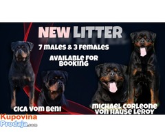 Rotvajler štenci na prodaju