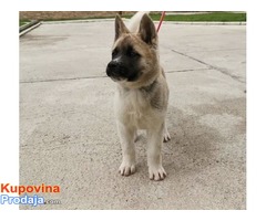 Američka akita štenci - Fotografija 1/8