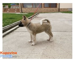 Američka akita štenci - Fotografija 2/8