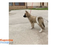 Američka akita štenci - Fotografija 3/8