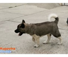 Američka akita štenci - Fotografija 4/8