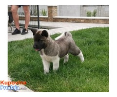 Američka akita štenci - Fotografija 5/8