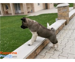 Američka akita štenci - Fotografija 6/8