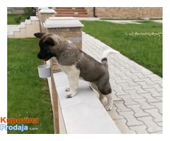 Američka akita štenci - Fotografija 7/8