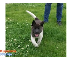 Američka akita štenci - Fotografija 8/8