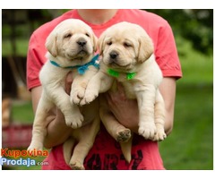 Labrador retriver štenci žuto leglo - Fotografija 2/4