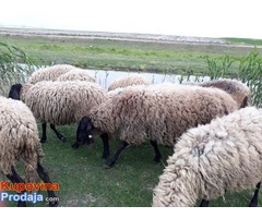 Cigaja ovce,ovnovi i jagnjad - Fotografija 2/6