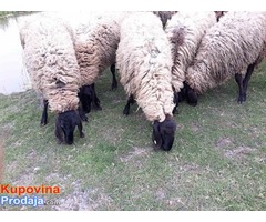 Cigaja ovce,ovnovi i jagnjad - Fotografija 3/6