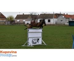 Na prodaju dva muska steneta Belgijskog ovcarao - Fotografija 4/8