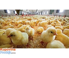 Prodajem tovne pilice