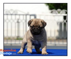 Mops štenci - Fotografija 4/6