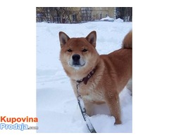 Šiba inu štenci - Fotografija 9/10