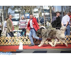 Kavkaski ovcar stenci vrhunskog kvaliteta - Fotografija 5/10