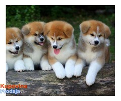 Japanska Akita, Akita Inu, prelepi štenci - Fotografija 1/5