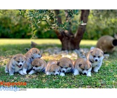 Japanska Akita, Akita Inu, prelepi štenci - Fotografija 2/5