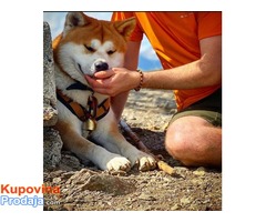 Japanska Akita, Akita Inu, prelepi štenci - Fotografija 3/5