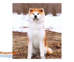 Japanska Akita, Akita Inu, prelepi štenci - Fotografija 4/5