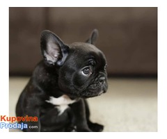 Francuski buldog, vrhunski štenci - Fotografija 3/7