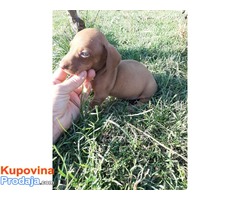 Jazavičar štenci egzotične boje - Fotografija 8/10