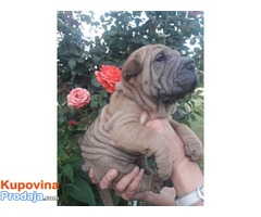 Shar pei, prelepi štenci - Fotografija 1/8