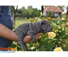 Shar pei, prelepi štenci - Fotografija 2/8