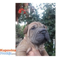 Shar pei, prelepi štenci - Fotografija 3/8